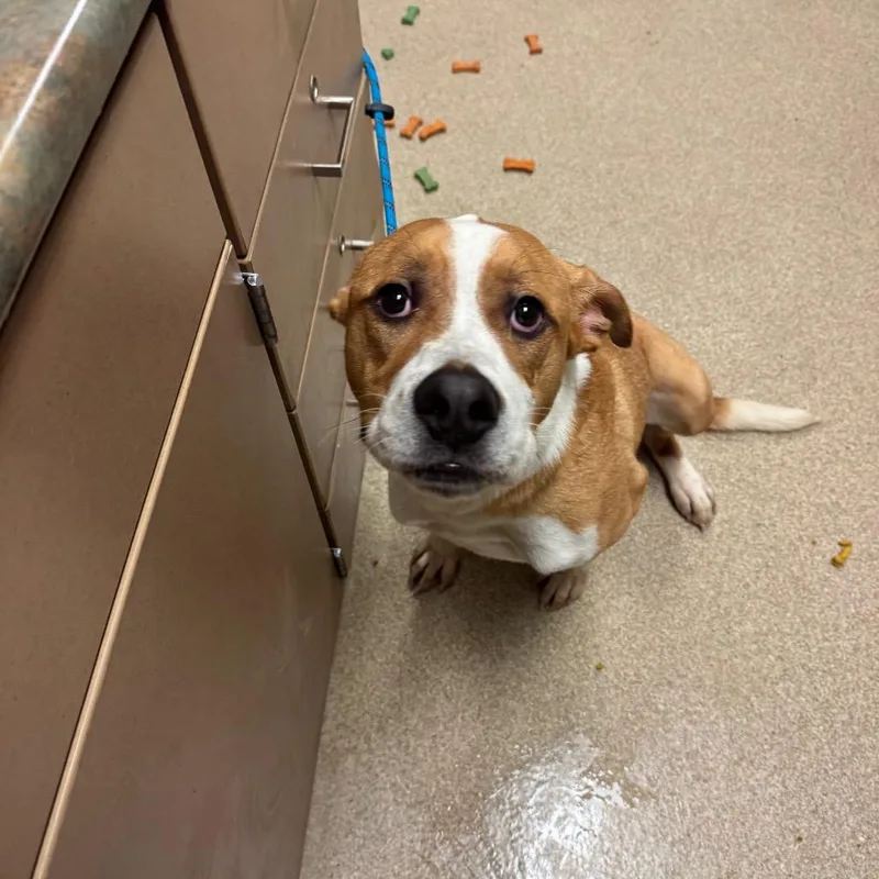 An adult medium-sized male Mixed Breed dog named Crash for adoption in Bristol, IN