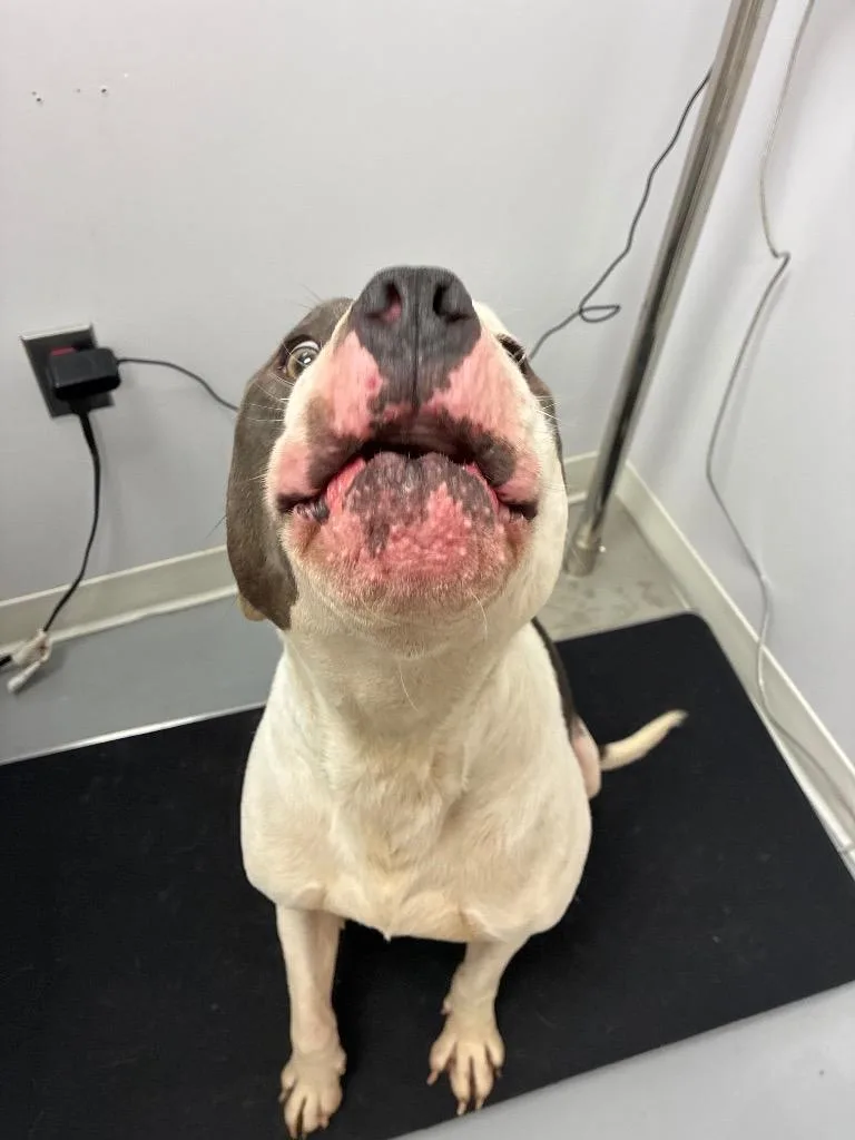 An adult medium-sized male Pit Bull Terrier dog named Ace for adoption in Hartsville, SC