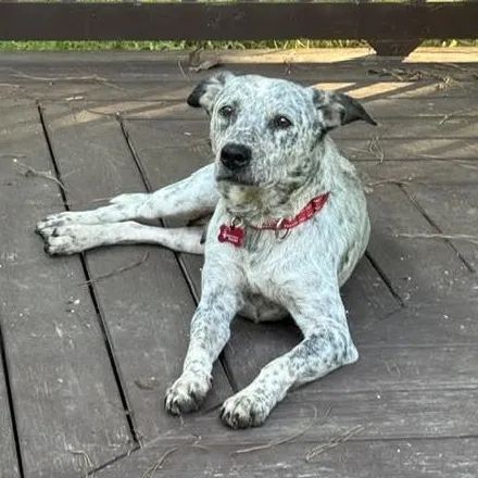 An adult medium-sized female Australian Cattle Dog / Blue Heeler dog named Broadway for adoption in Midlothian, VA