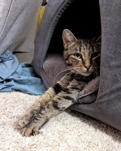 An adult medium-sized female Domestic Short Hair cat named Ethel for adoption in Washington, DC