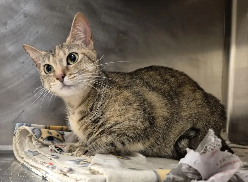 A young medium-sized female Domestic Short Hair cat named Seattle for adoption in Hagerstown, MD