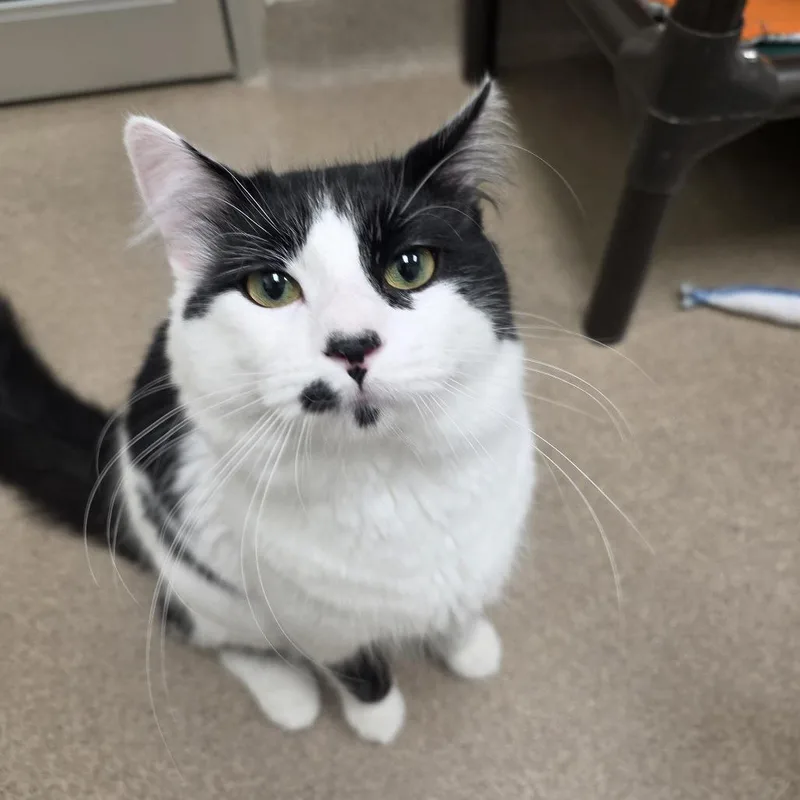 A young medium-sized male Domestic Medium Hair cat named Dougal for adoption in Oshkosh, WI
