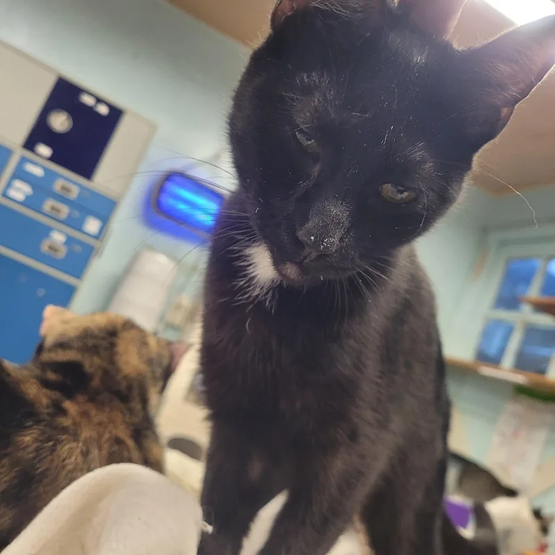 A young medium-sized male Black Domestic Short Hair cat named Lennox for adoption in Norfolk, VA
