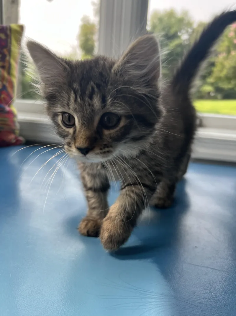 A young medium-sized male Tabby (Brown / Chocolate) Domestic Long Hair cat named Tiny for adoption in Gaithersburg, MD