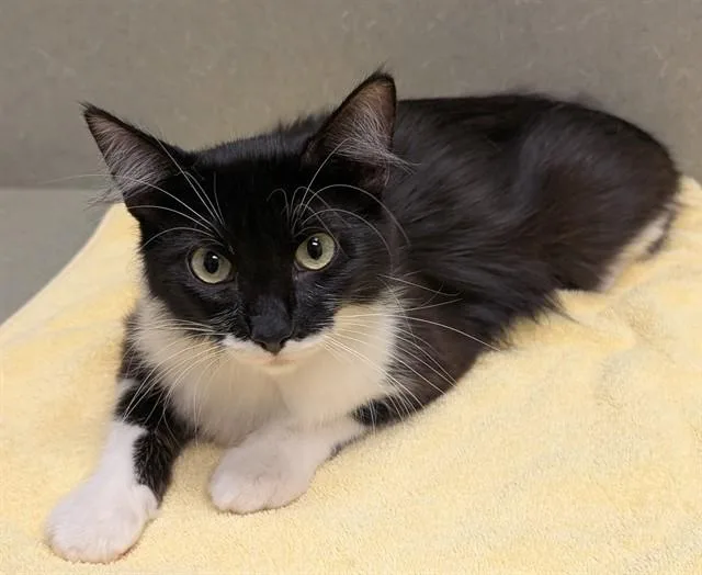 An adult medium-sized female Domestic Medium Hair cat named A for adoption in Moreno Valley, CA