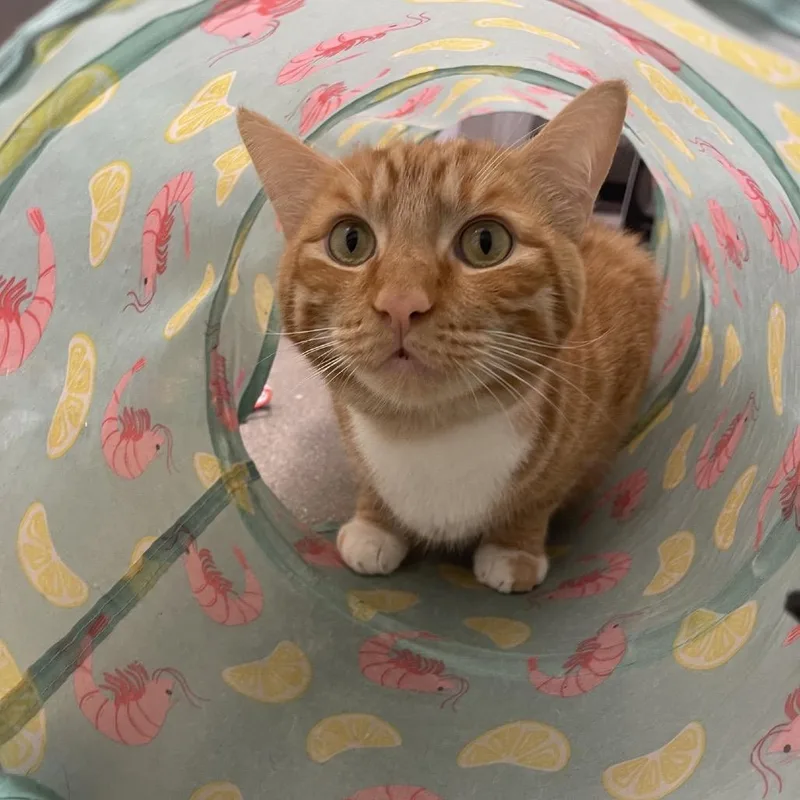 An adult small-sized male Orange / Red Domestic Short Hair cat named Benjamin for adoption in Hemet, CA