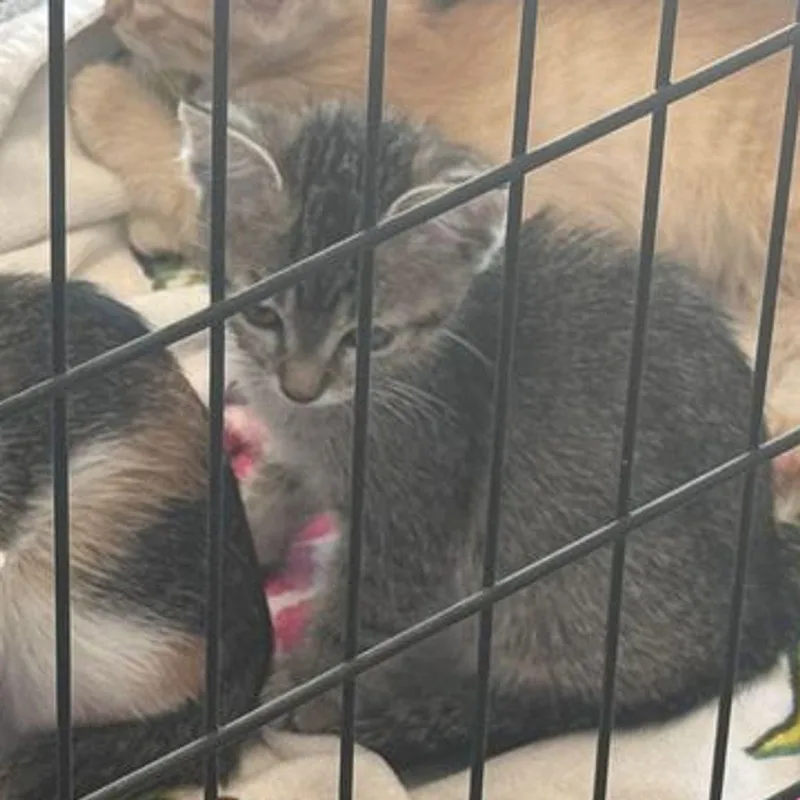 A young small-sized male Gray / Blue / Silver Domestic Short Hair cat named Mufasa for adoption in Kingman, AZ