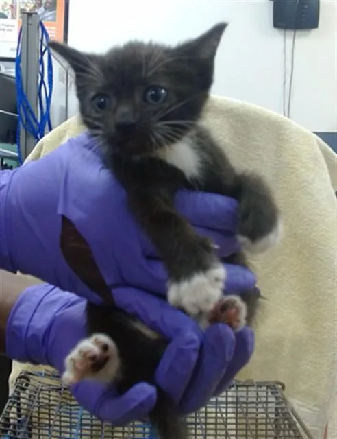 A baby small-sized female Domestic Short Hair cat named Meadow for adoption in Miami, FL