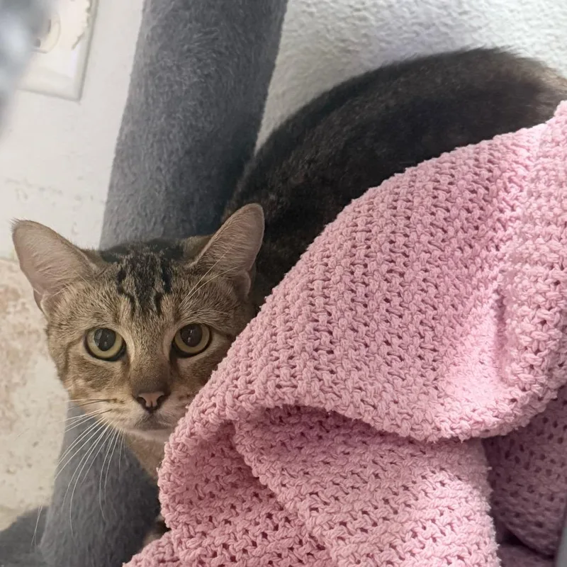 An adult medium-sized male Brown / Chocolate Domestic Short Hair cat named Preston for adoption in Titusville, FL