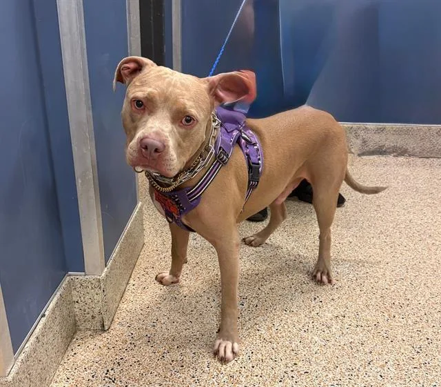 A young large-sized male Pit Bull Terrier dog named Toby for adoption in Miami, FL