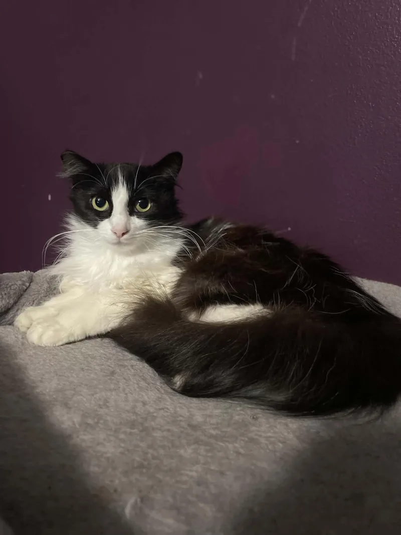 A young medium-sized female Black & White / Tuxedo Domestic Long Hair cat named Precious for adoption in Ormond beach, FL