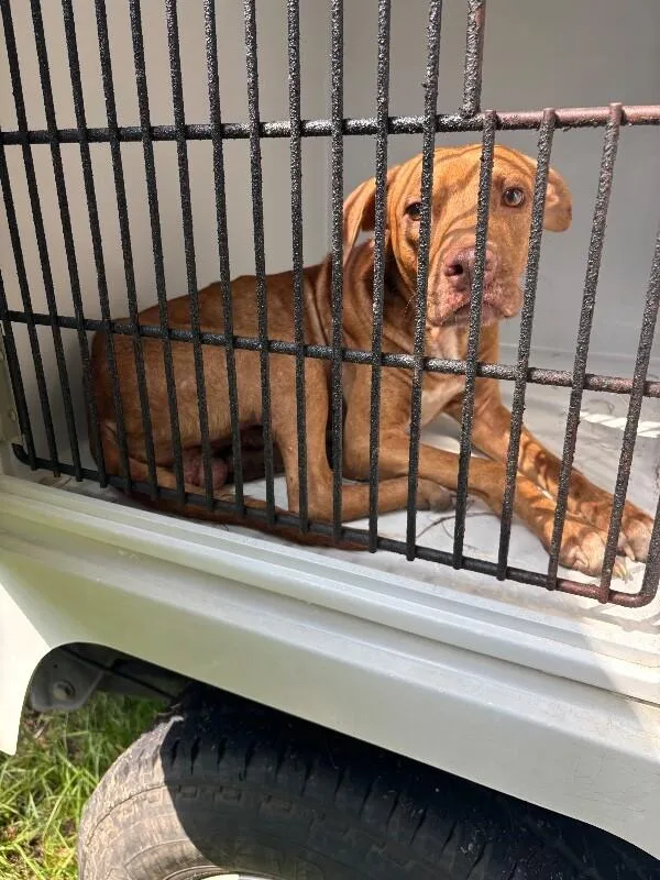 An adult medium-sized male Merle (Red) Mixed Breed dog named Spike for adoption in Mobile, AL