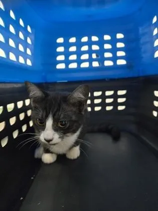 An adult small-sized female Domestic Short Hair cat named Andromeda for adoption in Cumming, GA