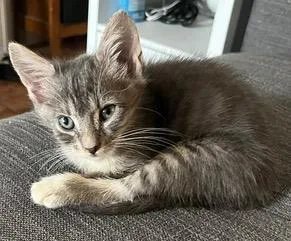 A baby small-sized female Domestic Short Hair cat named Daddy'S Girl for adoption in Camarillo, CA