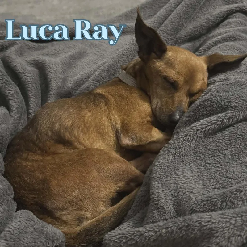 An adult medium-sized male Dachshund dog named Luca Ray for adoption in San Antonio, TX