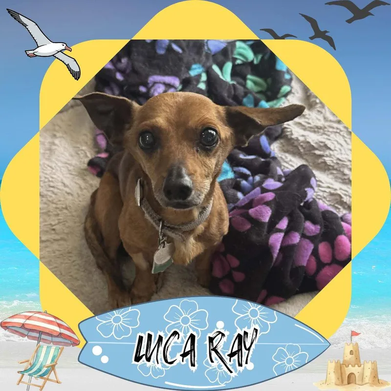 Luca Ray thumbnail 3
