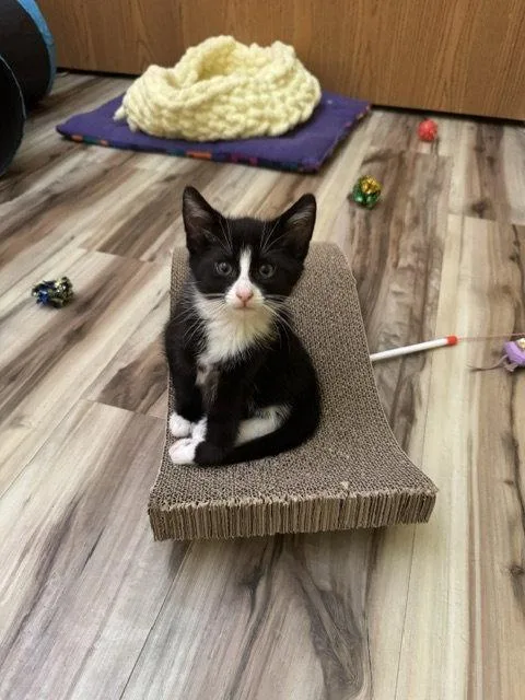 A young medium-sized female Black & White / Tuxedo Domestic Short Hair cat named Lily for adoption in Rochester, NY
