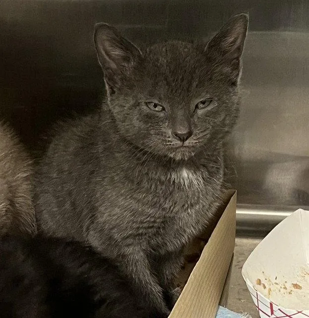 A baby small-sized male Domestic Short Hair cat named Neil for adoption in Tavares, FL