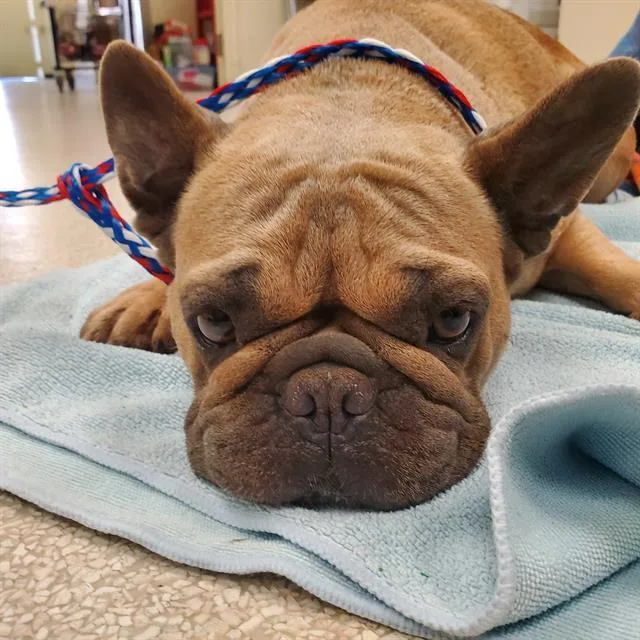 An adult large-sized female French Bulldog dog named Lilo for adoption in Camarillo, CA