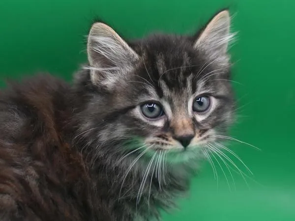 A baby small-sized male Domestic Long Hair cat named Pepper for adoption in Portland, OR