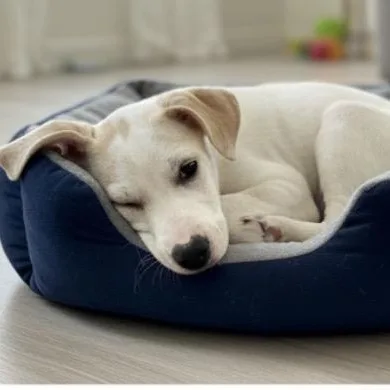 A baby medium-sized male White / Cream Labrador Retriever dog named Tofu for adoption in Austin, TX