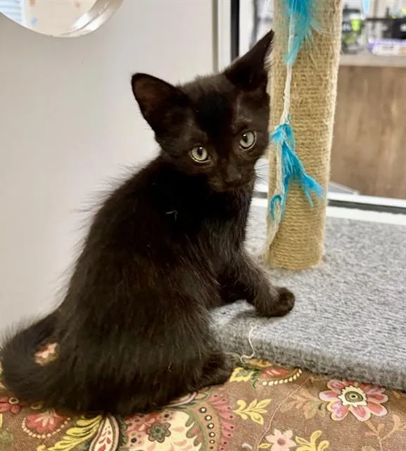 A baby small-sized male Domestic Short Hair cat named Tazz for adoption in Sarasota, FL