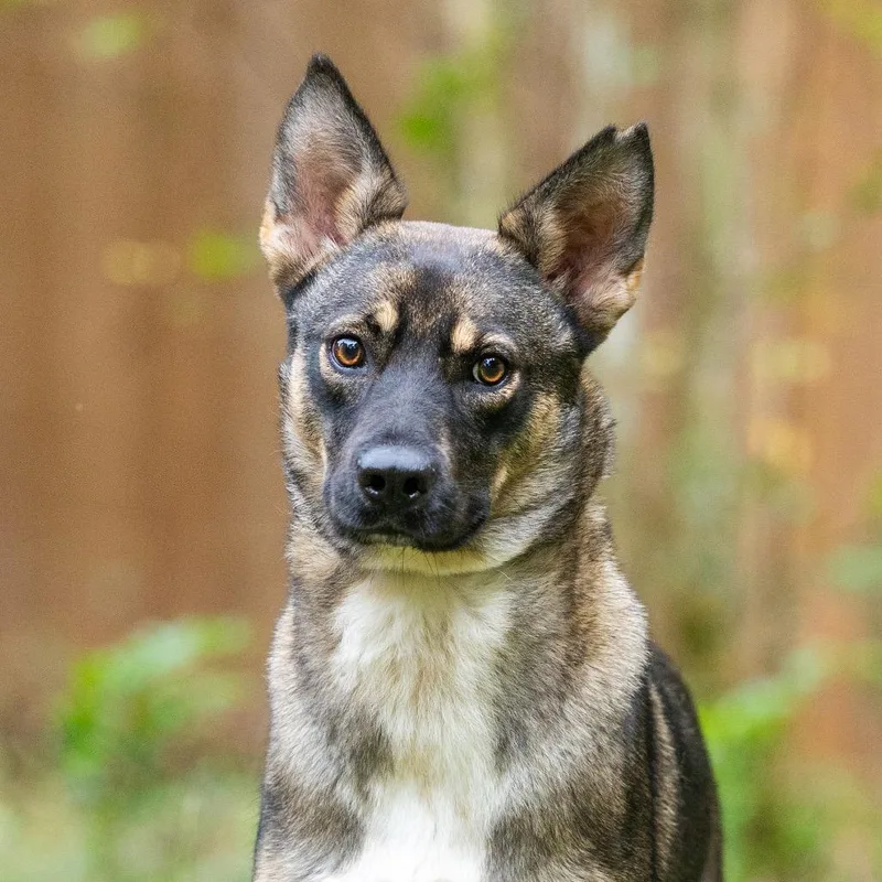 A young medium-sized female Black Shepherd dog named Sadie Shep for adoption in Durham, NC
