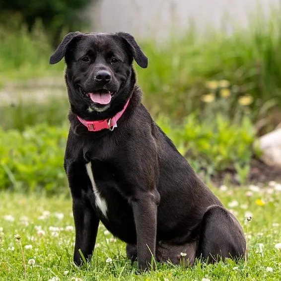 An adult large-sized female Black Labrador Retriever dog named Ella Mae for adoption in Council Bluffs, IA