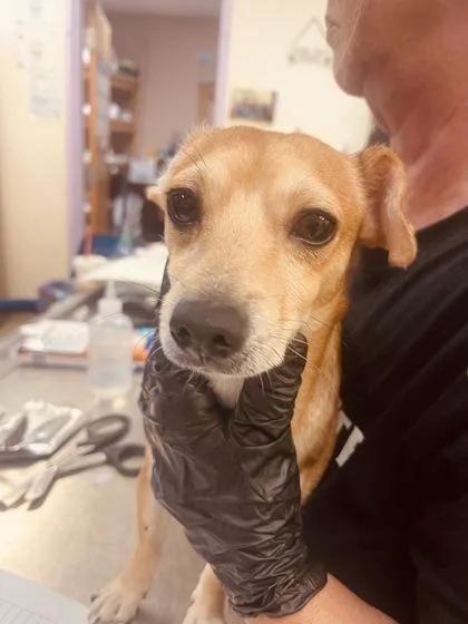 An adult small-sized male Chihuahua dog named Petey for adoption in Palm Coast, FL