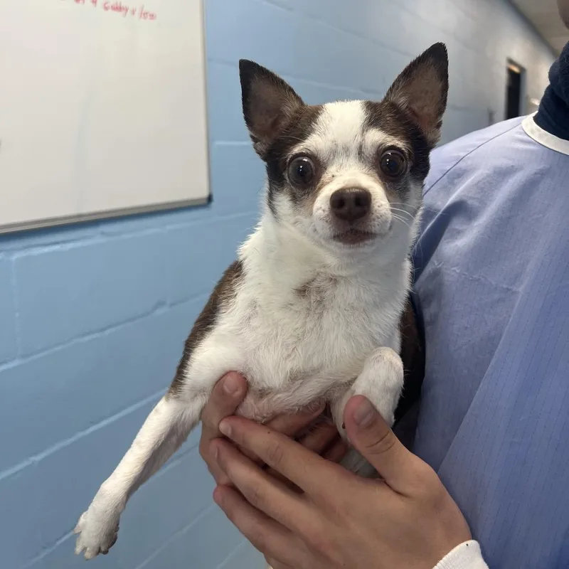 A senior small-sized male Brown / Chocolate Chihuahua dog named Peanut for adoption in LOXAHATCHEE, FL