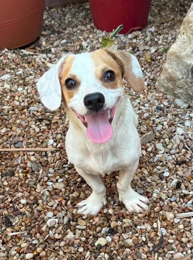 A baby medium-sized male Dachshund dog named Speedy for adoption in Pearland, TX