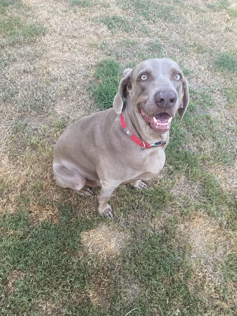 An adult large-sized male Weimaraner dog named Boomer for adoption in Fort Worth, TX