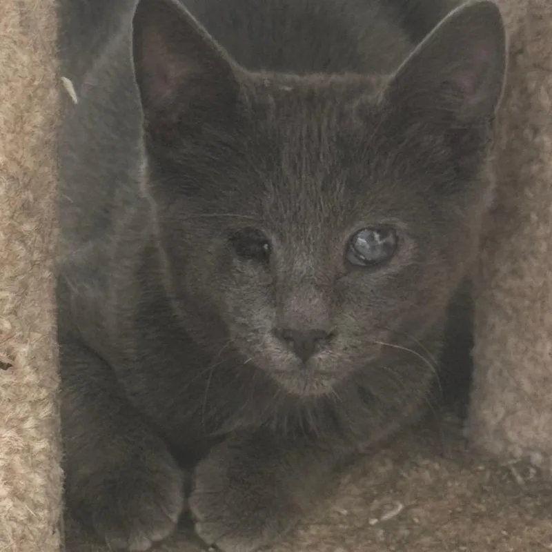 A young medium-sized male Gray / Blue / Silver Domestic Short Hair cat named Jetsam for adoption in Clarksdale, MS