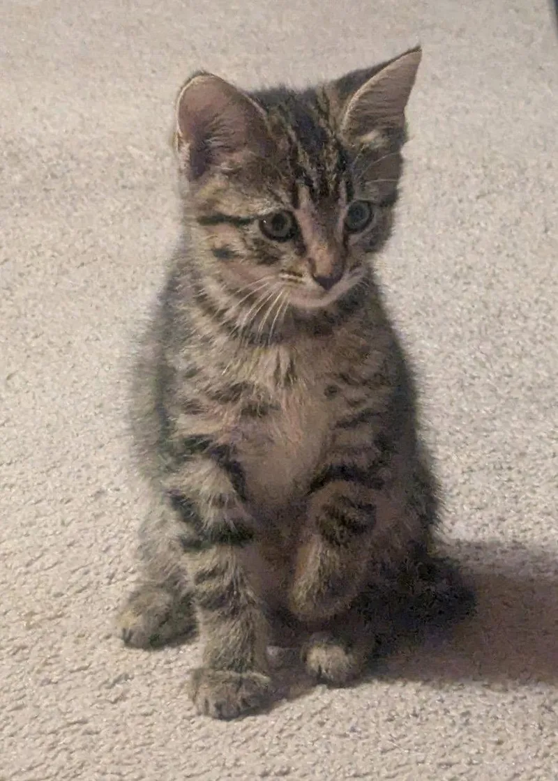 A baby medium-sized female Tabby cat named Daisy for adoption in Buford, GA