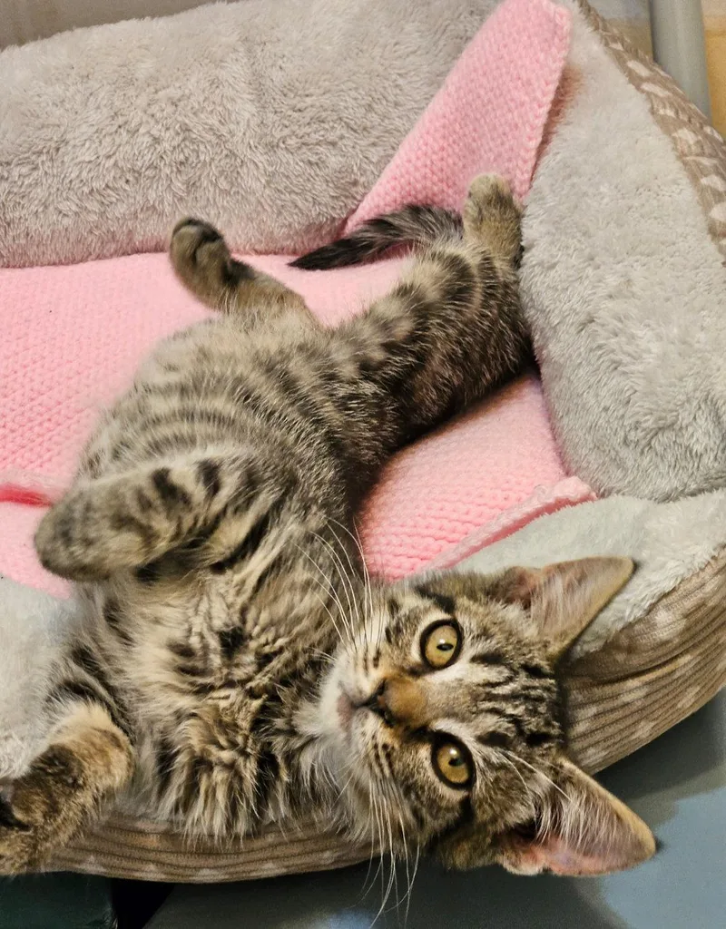 A baby medium-sized female Domestic Short Hair cat named Cookie for adoption in Gettysburg, PA