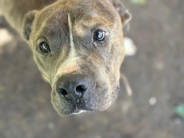 An adult large-sized male Pit Bull Terrier dog named Baked Potato for adoption in Tulsa, OK