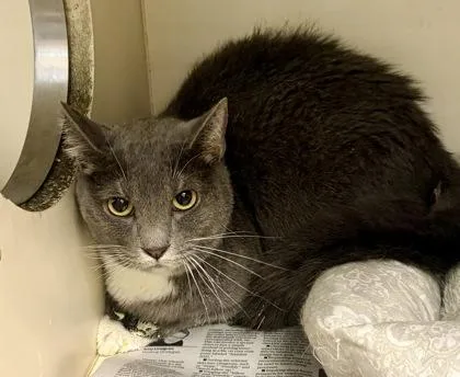 An adult medium-sized female Domestic Short Hair cat named Tote for adoption in Chamblee, GA