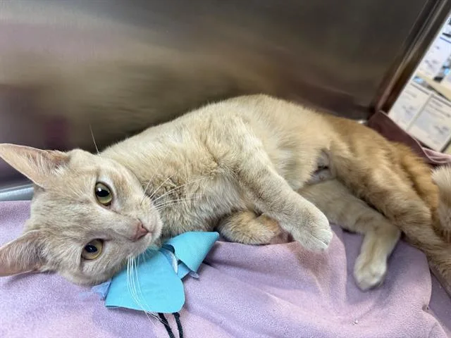 A young medium-sized female Domestic Short Hair cat named Evangeline for adoption in Saint Louis, MO