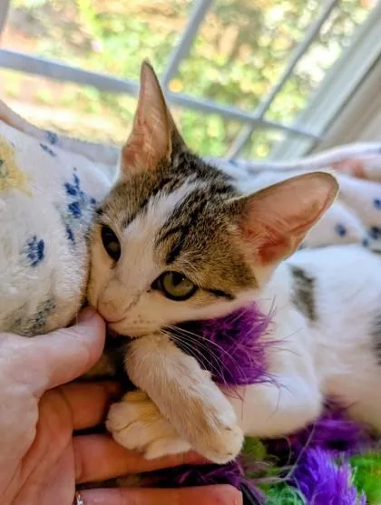 A baby small-sized female Domestic Short Hair cat named Trolly for adoption in Chamblee, GA