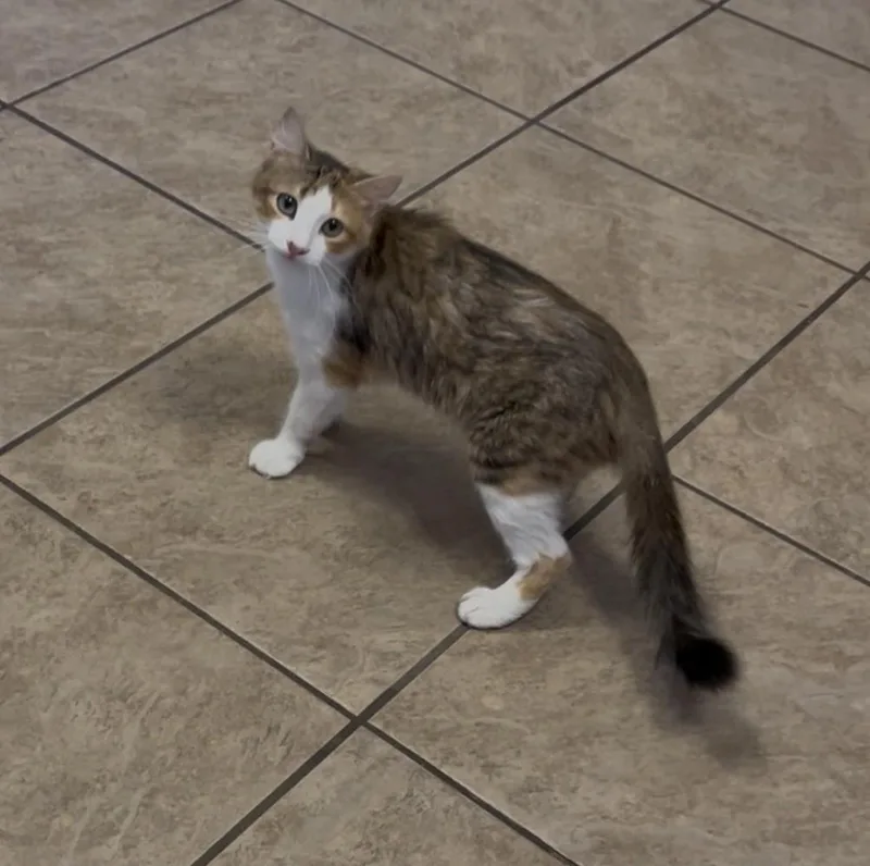 An adult medium-sized female Domestic Short Hair cat named Princess for adoption in Ponchatoula, LA