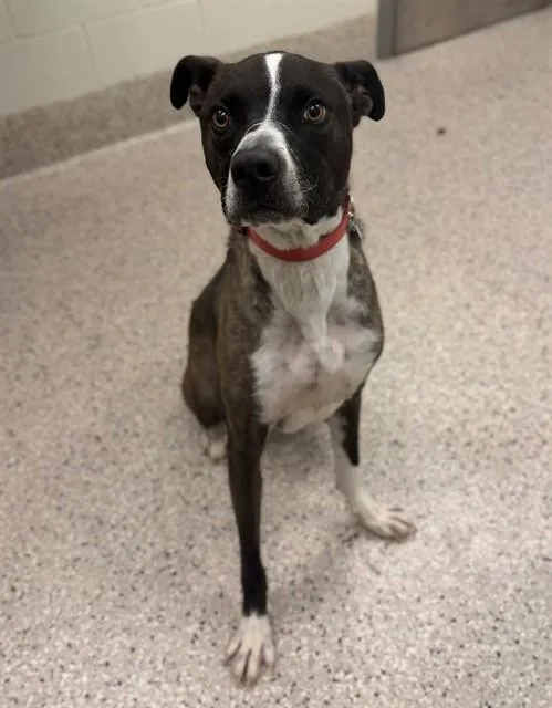 A young large-sized male Pit Bull Terrier dog named Dude for adoption in Brighton, CO
