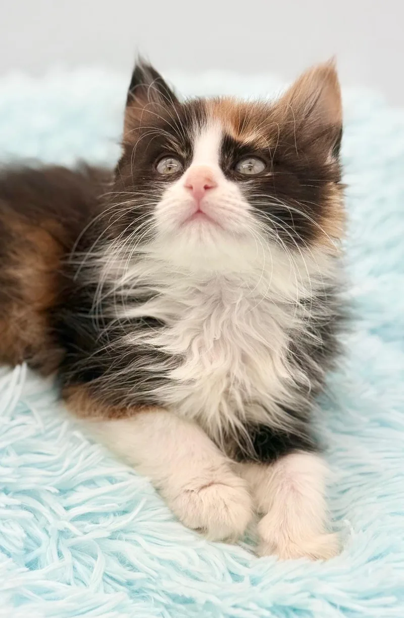 A baby medium-sized female Calico Ragdoll cat named Infomercial for adoption in Covington, LA