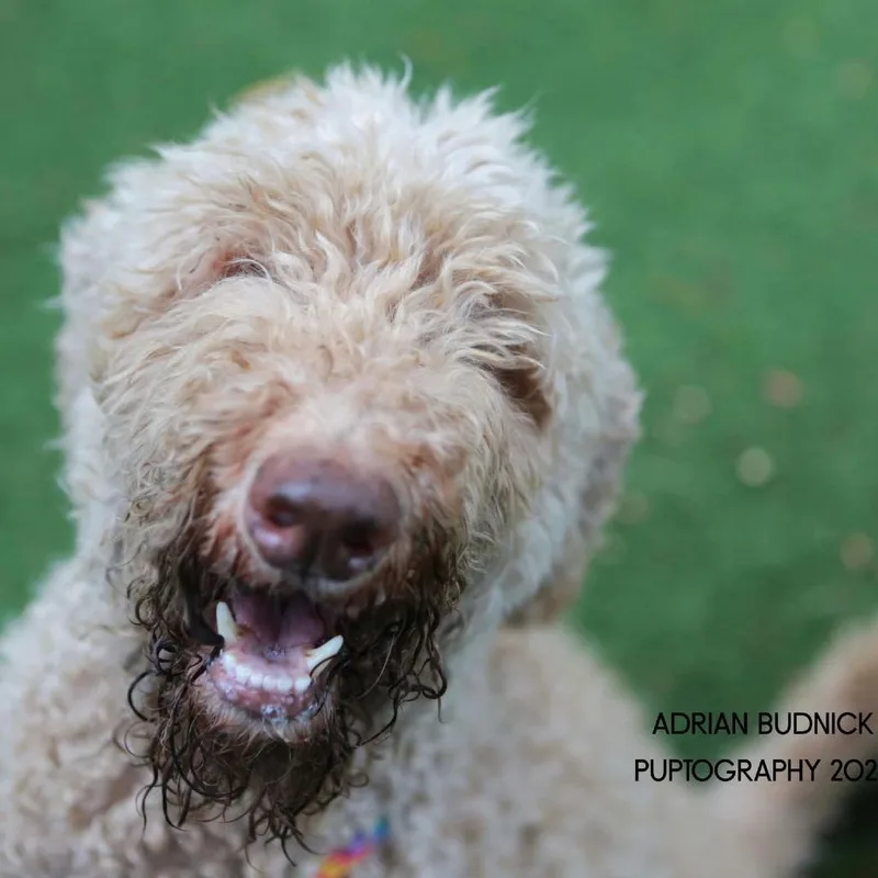 An adult large-sized male Standard Poodle dog named Edward Scissorpaws for adoption in Nashville, TN
