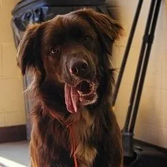 An adult large-sized male Newfoundland Dog dog named Brownie for adoption in Fairfax, VA