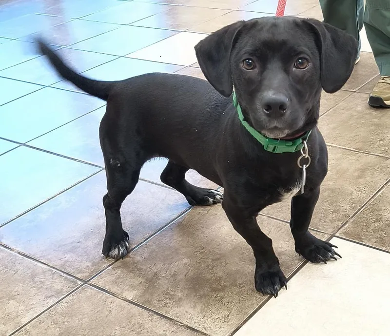 A young medium-sized female Dachshund dog named Rose for adoption in Mocksville, NC