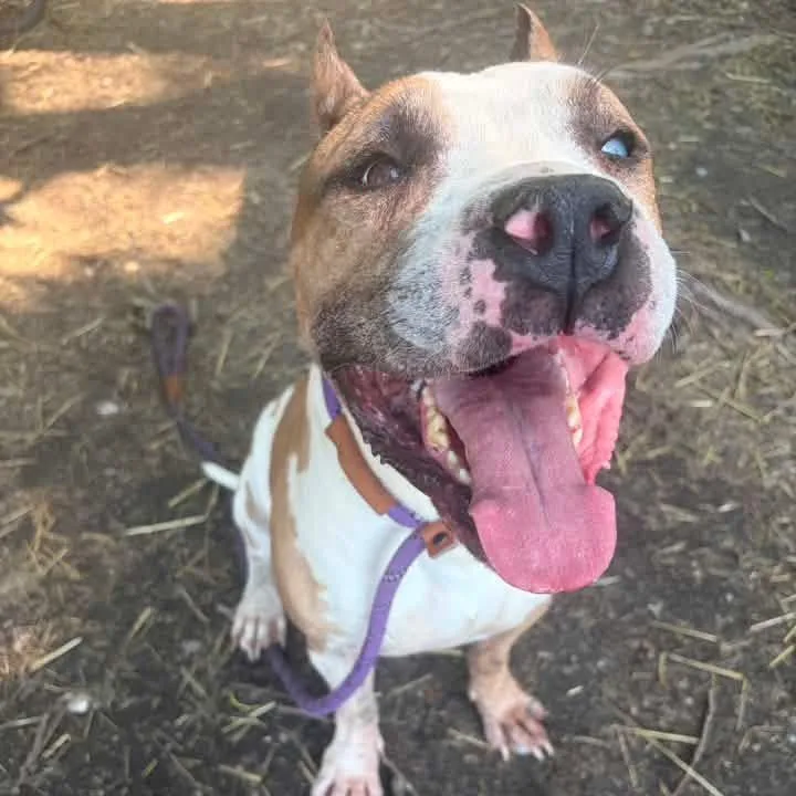An adult large-sized male Yellow / Tan / Blond / Fawn Pit Bull Terrier dog named Fremont ~ Coming Soon!!! for adoption in Chicago, IL