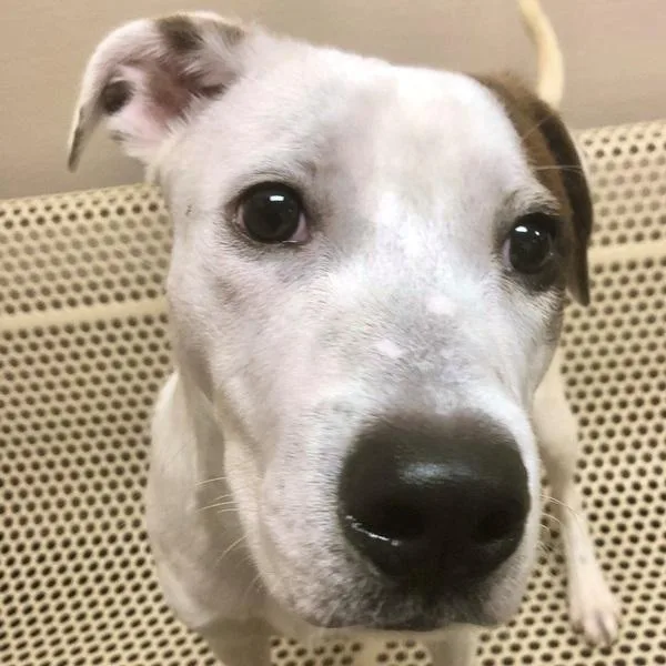 A young medium-sized male Terrier dog named Zion for adoption in Des Moines, IA