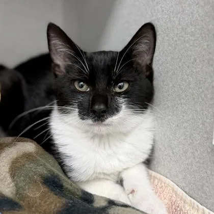 A baby small-sized female Black Domestic Short Hair cat named Pennywise for adoption in Atlanta, GA