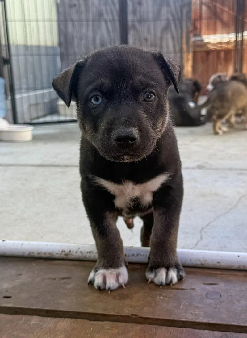 Marilynn's Puppy Murphy