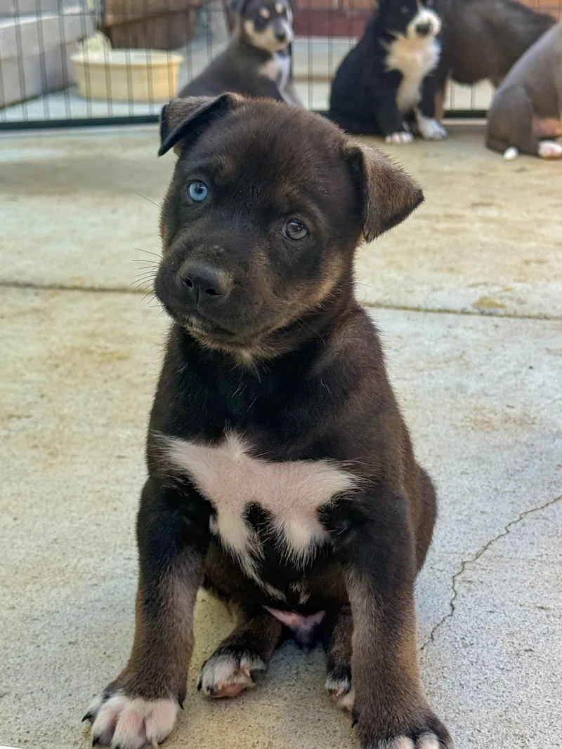 Marilynn's Puppy Murphy thumbnail 3